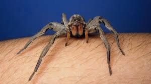 Image result for Tarantula Bite