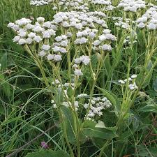 Image result for Parthenium