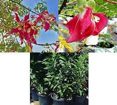 They are thriving in our garden. Buy Plant House Live 3 Timber Plants Combo Kachnar Henna Mehndi Agastya Healthy 3 Timber Plants Online Get 53 Off