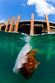 What kind of shark has rows of sharp teeth? These Hair Raising Ocean Photos Could Give You Thalassophobia The Shutterstock Blog