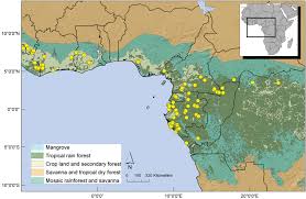 Image result for Uvariastrum germainii