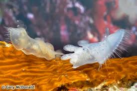 Image result for Melinis subglabra