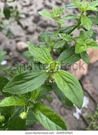 Image result for Mitracarpus