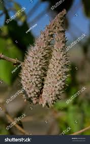 Image result for Pergularia daemia