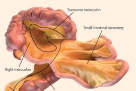 Image result for human digestive system has a spectacular design
