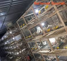 Menurut wahid riyadin, pemilik fajar indah alumunium jakarta selatan yang memproduksi kandang ternak burung berbahan alumunium, sebagian besar penangkar membangun kandang ternak di samping dan / atau belakang rumah. Cara Membuat Kandang Puyuh Petelur Bertingkat Sederhana Beternakdirumah
