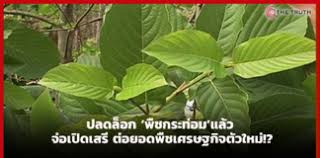 นับเป็นเวลากว่า 80 ปี ที่มีการจัดให้ พืชกระท่อม เป็นหนึ่งในยาเสพติดต้องห้าม ทว่าในอีกมุมหนึ่งของพืชกระท่อมนั้น ในสมัยที่ยังไม่มียาฝรั่ง. Qa7vraa80tjhbm