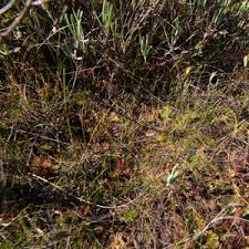 Image result for Lycopodiella caroliniana