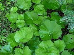 The area is popular with guests due to its close proximity to the loch. Coltsfoot Pictures Flowers Leaves And Identification Perennial Plants Edible Wild Plants Medicinal Plants
