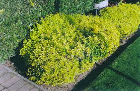 Gold splash® wintercreeper euonymus fortunei proven japonicus microphyllus albovariegata : Euonymus Not All Colour In Your Garden Comes From Flowers Steemkr