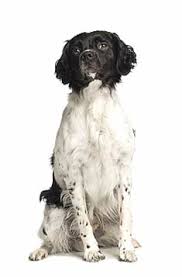 With both spaniel and setter in it's bloodline, the brittany is a versatile bird dog. Brittany Spaniel Black Wonderful Spaniels