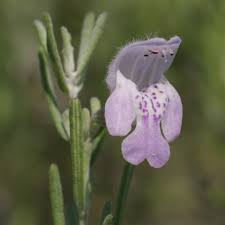 Image result for Aristida canescens