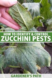 What do squash bugs look like? How To Identify And Control Zucchini Plant Pests Gardener S Path