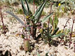 Image result for Ornithoglossum viride