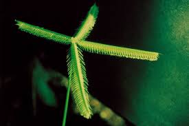 Image result for Macrotyloma ellipticum