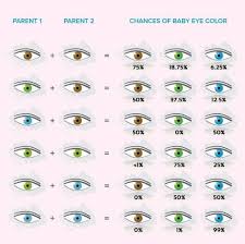 baby eye color calculator chart and predictor eye color