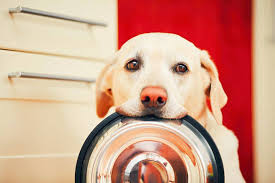 A new study has raised some controversy over the subject. Grain Free Dog Food Vs Regular