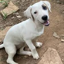 Apply to retail sales associate, package handler, front desk manager and more! Puppies For Sale In Hendersonville North Carolina Adoptapet Com