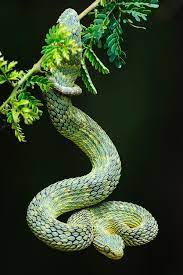 Tree Snake African Bush Viper Snake Reptiles