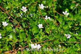 Image result for Scrophulariaceae