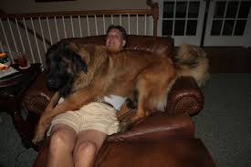 Farley Our Leonberger He Thinks He S A Lap Dog Lap Dogs Dogs Leonberger