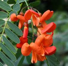 Image result for Sesbania