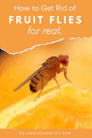 How To Kill Fruit Flies And Get Rid Of Them For Good