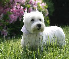 River dogs grooming salon llc. Answers To Your Questions About Your Dog S Itchy Skin