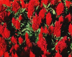 Purple Flamingo Celosia Flower Seeds Spicata Annual 50 Etsy Flower Seeds Celosia Flower Red Flamingo