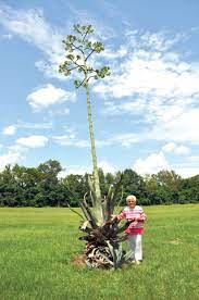 The scientists say that this plant grows large rises in a very harsh environment, for such they need some years to bloom because it is challenging to collect resources. Blooming Century Plant Turning Heads In Town Local Thetandd Com