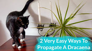 Add 3 tablespoons of coconut oil. 2 Very Easy Ways To Propagate A Dracaena Youtube