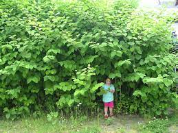 Get rid of japanese knotweed with our ultimate guide. How Can I Get Rid Of Japanese Knotweed Selfbuild