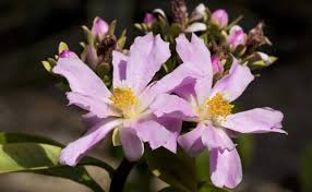 Image result for Pereskia