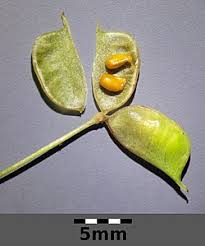 Image result for Isopyrum nipponicum