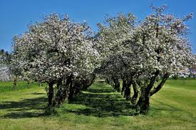 Check spelling or type a new query. 39 Small Trees Under 30 Feet For A Small Yard Or Garden Dengarden