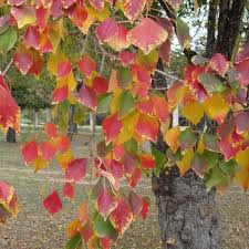 Image result for Sapium