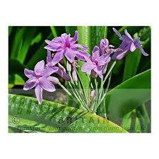 Image result for Tulbaghia cameronii