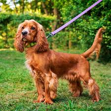 Image result for anglický kokršpaněl