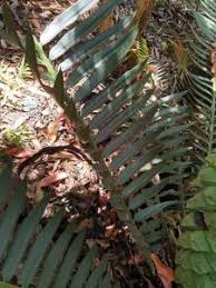 Image result for Encephalartos munchii