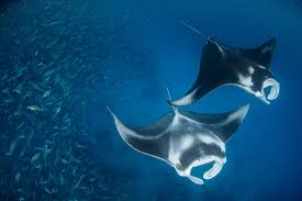 I hope you all like the video. Manta Ray National Geographic