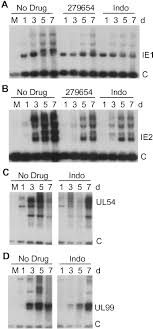 See more of indonesia viral video on facebook. Inhibition Of Cyclooxygenase 2 Blocks Human Cytomegalovirus Replication Pnas