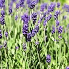 Lavande Ext Contre Les Moustiques Et Les Guepes Mais Attire Les Butineurs Lavande Officinale Lavande Vraie Lavande