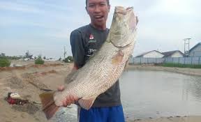 Kakap adalah jenis ikan yang kaya kandungan nutrisi. Ikan Cukil Antara Bikin Resah Dan Berkah Radio R2b Rembang