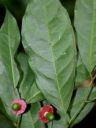 Image result for Heisteria