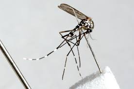 Het centrum infectieziektebestrijding en de universiteit wageningen doen onderzoek naar de aziatische. Gevaarlijke Tijgermug Duikt Weer Op De Limburger Mobile