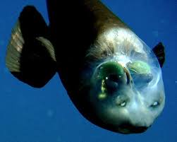 First Photos Weird Fish With Transparent Head Deep Sea Creatures Weird Fish Sea Fish