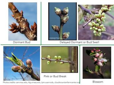 Die entscheidenden Phasen vor der Blüte, створено за допомогою ШІ