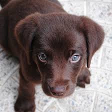 In a recent press release, the american kennel club® (akc) announced the labrador retriever is, once again, the most popular purebred dog in the country. 1 Labrador Retriever Puppies For Sale In Orlando