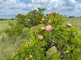 Image result for Protea angolensis
