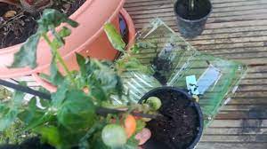 Die lieferung umfasste unter anderem 3 mal die. Tomatenpflanze Direkt Snack Meine Baldur Garten Erfahrung Youtube